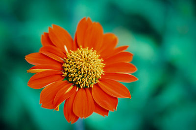 Close-up of orange flower blooming outdoors