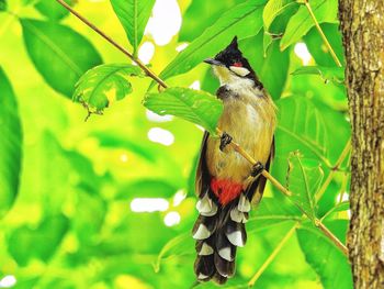Close-up of bird perching on tree