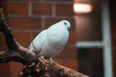 Close-up of bird perching on branch