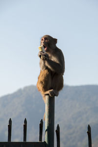 Monkey eating food while sitting on wooden post against clear sky