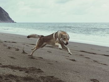 Dog playing on beach against sky