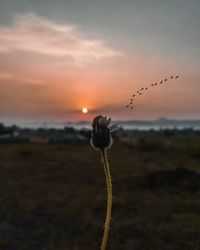 Close-up of silhouette plant on field against sky during sunset
