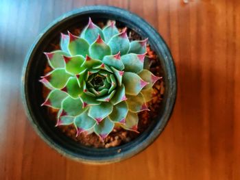 High angle view of succulent plant on table