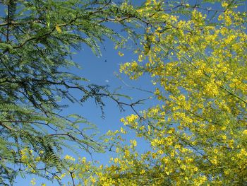 Low angle view of flowers on tree