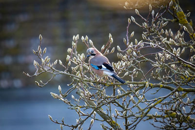 Close-up of bird perching on branch