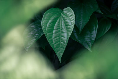 Close-up of green leaves