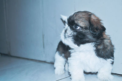 Portrait of puppy sitting on floor against wall at home