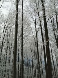 Low angle view of bare trees in forest
