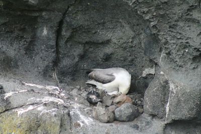 Close-up of sheep on rock in cave