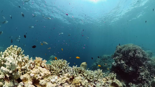 Coral reef underwater with fishes and marine life. coral reef and tropical fish.