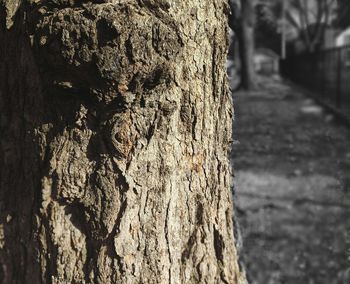 Close-up of tree stump