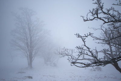 Bare tree against clear sky during winter