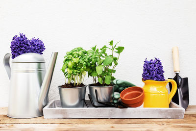 Gardening hobby concept, hyacinth flowers, mint, basil herbs in metal pot, small garden pitchfork