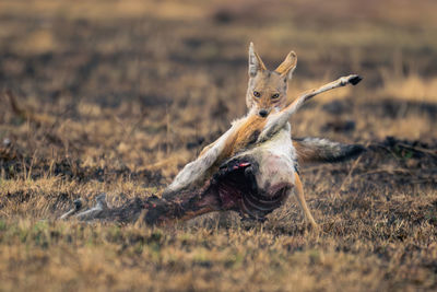 Fox on field