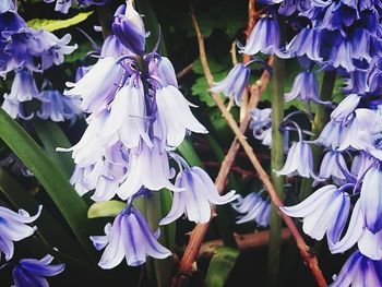 Close-up of purple flowers blooming outdoors