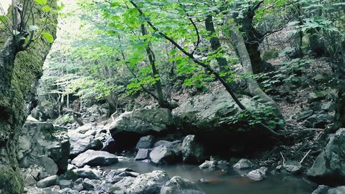 Plants growing on rocks in river