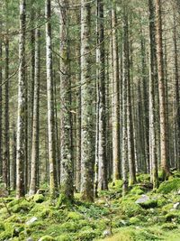 Pine trees in forest