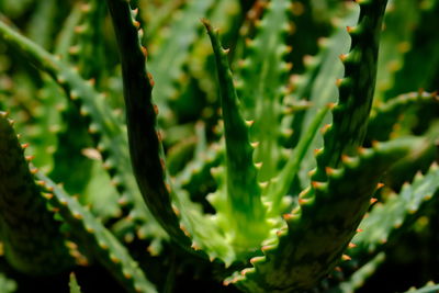 Close-up of succulent plant