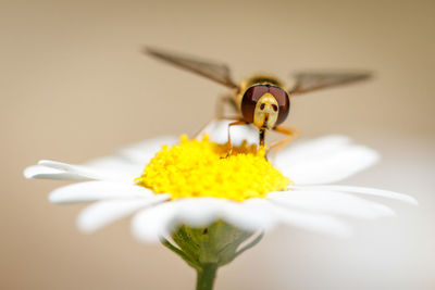 Close-up of insect on yellow flower