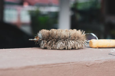 Close-up of animal on table