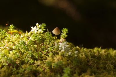 Close-up of mushroom growing amidst plants