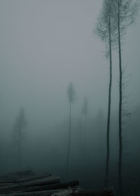 Bare trees in foggy weather