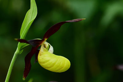 Close-up of bug on plant