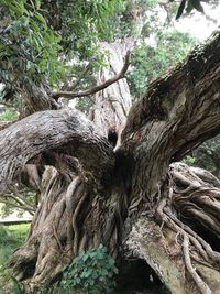 Trees in forest