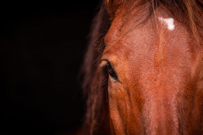 Brown lusitano horse, cute and happy animals, black background, details.