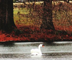 Swan swimming in lake