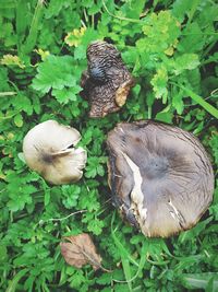 Close-up of mushroom growing in field