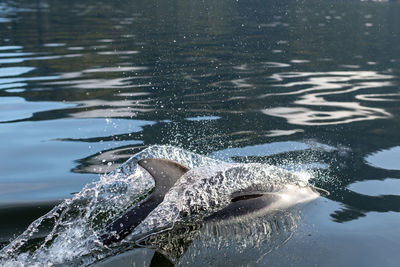 High angle view of turtle in sea