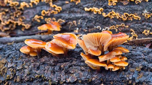 Close-up of orange mushrooms growing on land