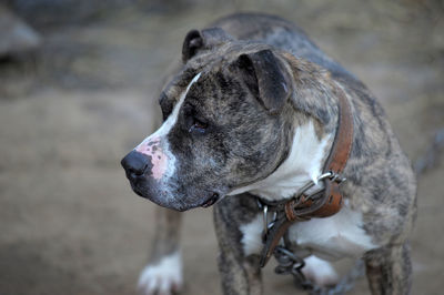 Close-up of a dog looking away