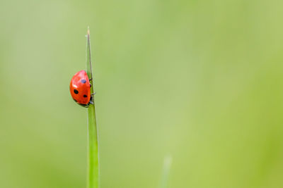 Beautiful black dotted red ladybug beetle climbing in a plant with green background and much space