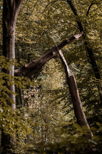 Low angle view of trees in forest