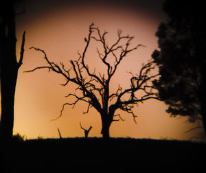 Silhouette bare tree on field against sky during sunset