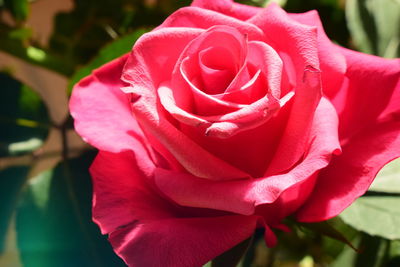 Close-up of pink rose