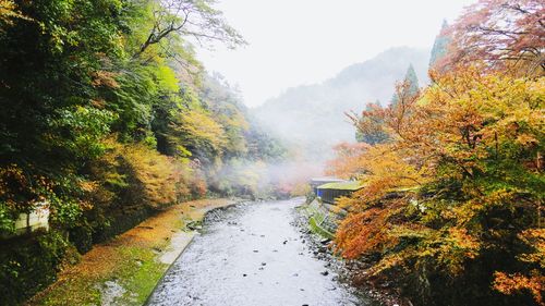 Road passing through forest