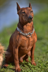 Dog looking away while sitting on land