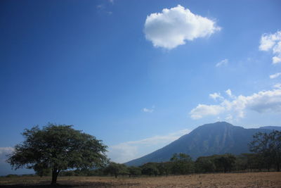 Scenic view of trees on field against sky