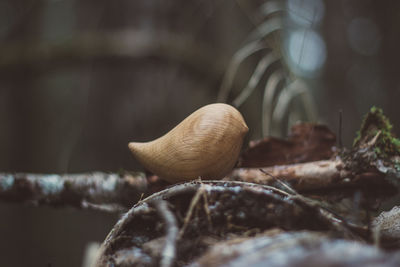 Close-up of snail on plant