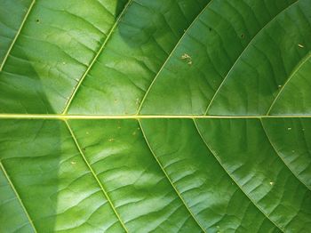 Full frame shot of green leaves