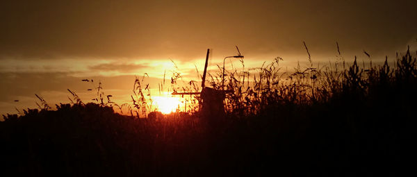 Silhouette of trees at sunset