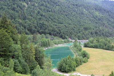 High angle view of trees in forest