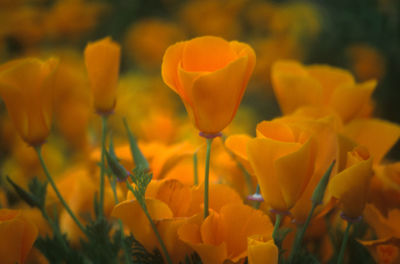 Close-up of yellow flower