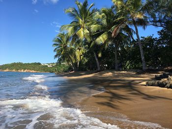 Scenic view of palm trees by sea against sky