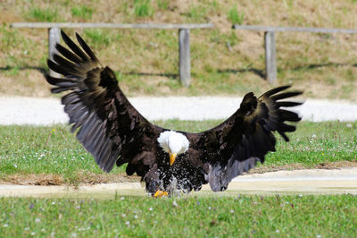 Close-up of eagle on field