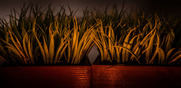 Close-up of plants growing on field against sky at sunset