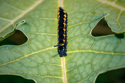 Caterpillar on a leaf